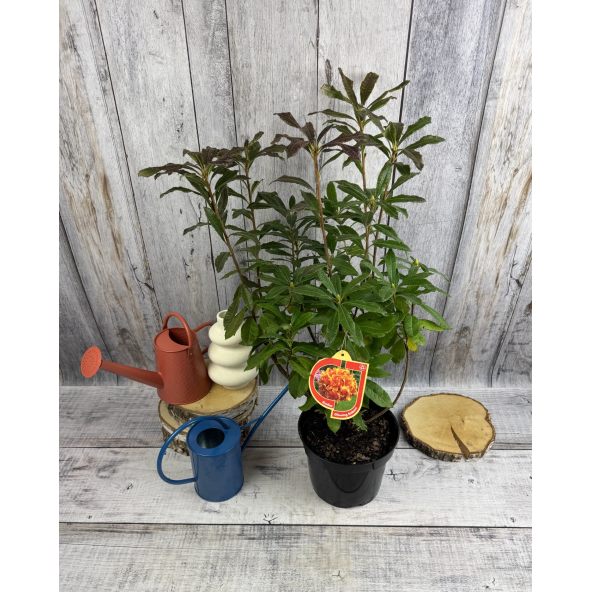 'Glowing Embers' - azalia wielkokwiatowa
Rhododendron (Azalea) 'Glowing Embers'