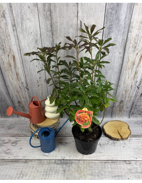 'Glowing Embers' - azalia wielkokwiatowa
Rhododendron (Azalea) 'Glowing Embers'