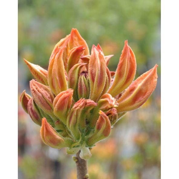 'Golden Lights' - azalia wielkokwiatowa
Rhododendron (Azalea) 'Golden Lights'