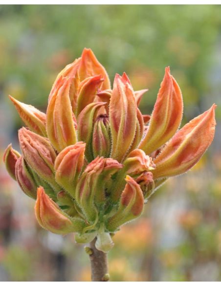 'Golden Lights' - azalia wielkokwiatowa
Rhododendron (Azalea) 'Golden Lights'