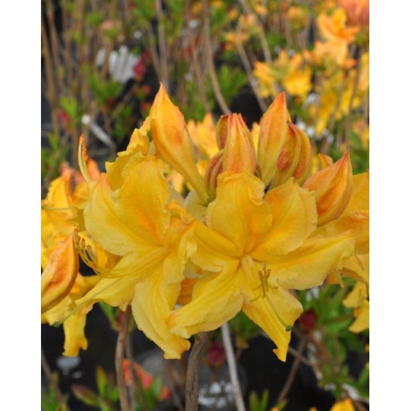 'Golden Lights' - azalia wielkokwiatowa
Rhododendron (Azalea) 'Golden Lights'