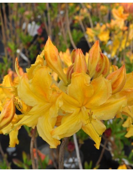 'Golden Lights' - azalia wielkokwiatowa
Rhododendron (Azalea) 'Golden Lights'