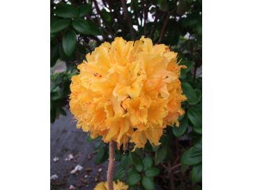 'Golden Lights' - azalia wielkokwiatowa
Rhododendron (Azalea) 'Golden Lights'