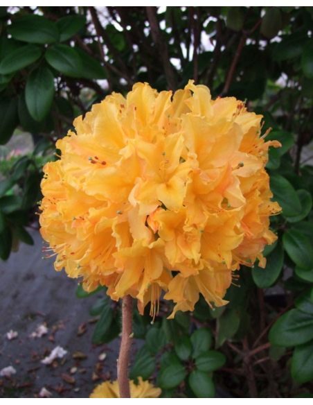 'Golden Lights' - azalia wielkokwiatowa
Rhododendron (Azalea) 'Golden Lights'