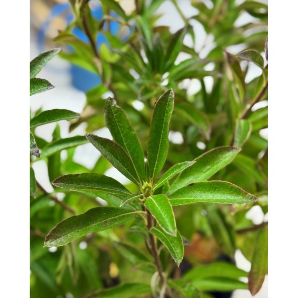 'Golden Lights' - azalia wielkokwiatowa
Rhododendron (Azalea) 'Golden Lights'