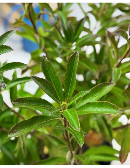 'Golden Lights' - azalia wielkokwiatowa
Rhododendron (Azalea) 'Golden Lights'