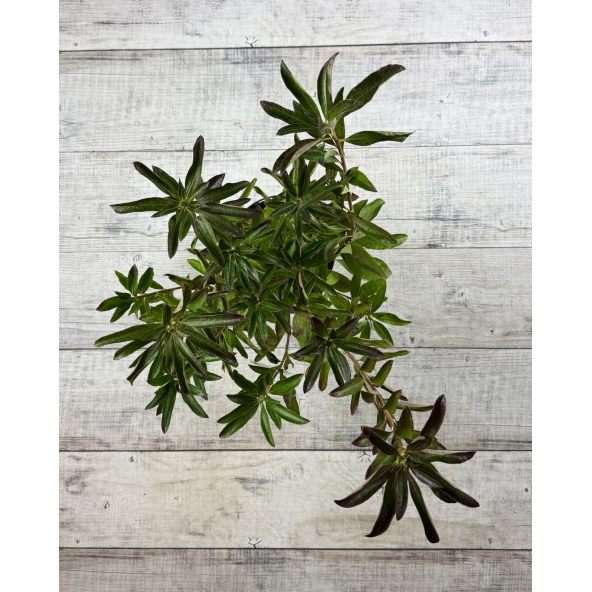 'Golden Lights' - azalia wielkokwiatowa
Rhododendron (Azalea) 'Golden Lights'