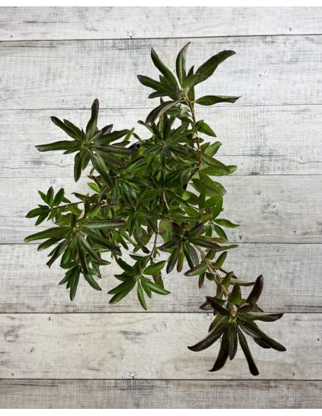 'Golden Lights' - azalia wielkokwiatowa
Rhododendron (Azalea) 'Golden Lights'