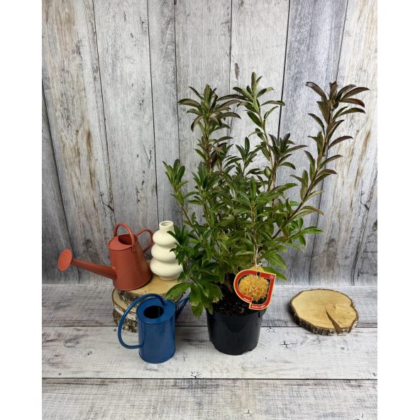 'Golden Lights' - azalia wielkokwiatowa
Rhododendron (Azalea) 'Golden Lights'