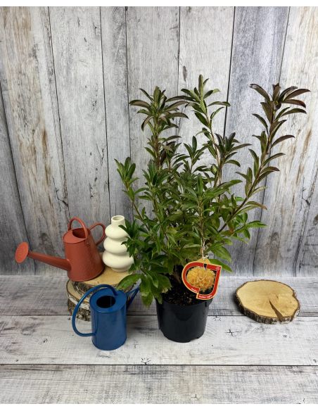 'Golden Lights' - azalia wielkokwiatowa
Rhododendron (Azalea) 'Golden Lights'