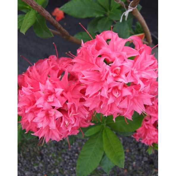'Homebush' - azalia wielkokwiatowa
Rhododendron (Azalea) 'Homebush'