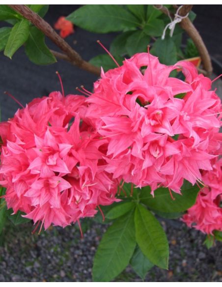 'Homebush' - azalia wielkokwiatowa
Rhododendron (Azalea) 'Homebush'
