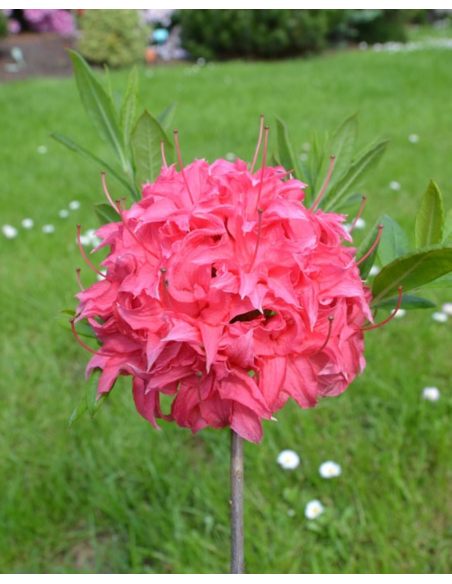 'Homebush' - azalia wielkokwiatowa
Rhododendron (Azalea) 'Homebush'