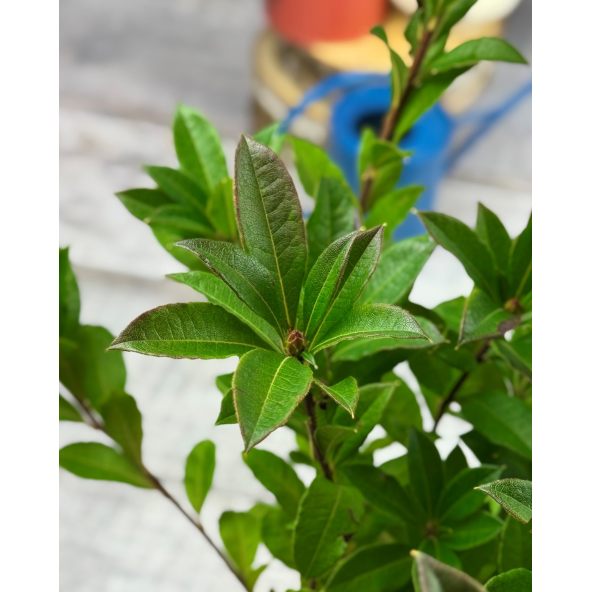 'Homebush' - azalia wielkokwiatowa
Rhododendron (Azalea) 'Homebush'