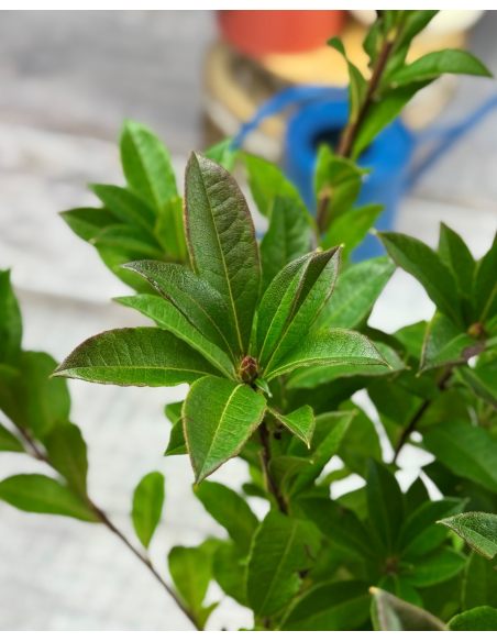 'Homebush' - azalia wielkokwiatowa
Rhododendron (Azalea) 'Homebush'