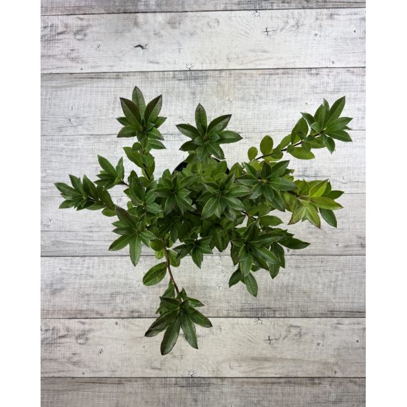 'Homebush' - azalia wielkokwiatowa
Rhododendron (Azalea) 'Homebush'