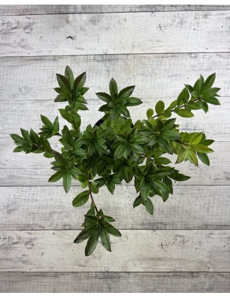 'Homebush' - azalia wielkokwiatowa
Rhododendron (Azalea) 'Homebush'