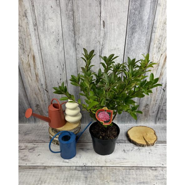 'Homebush' - azalia wielkokwiatowa
Rhododendron (Azalea) 'Homebush'