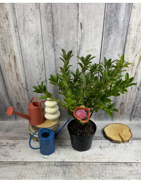 'Homebush' - azalia wielkokwiatowa
Rhododendron (Azalea) 'Homebush'