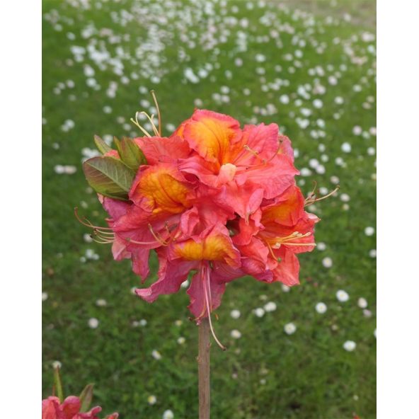 'Juanita' - azalia wielkokwiatowa
Rhododendron (Azalea) 'Juanita'