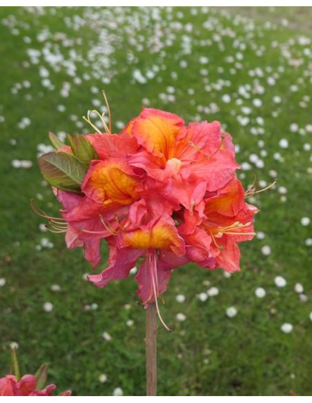 'Juanita' - azalia wielkokwiatowa
Rhododendron (Azalea) 'Juanita'