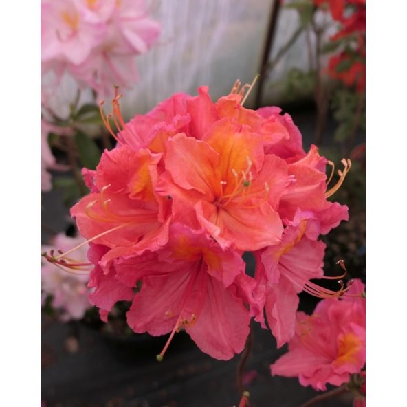 'Juanita' - azalia wielkokwiatowa
Rhododendron (Azalea) 'Juanita'