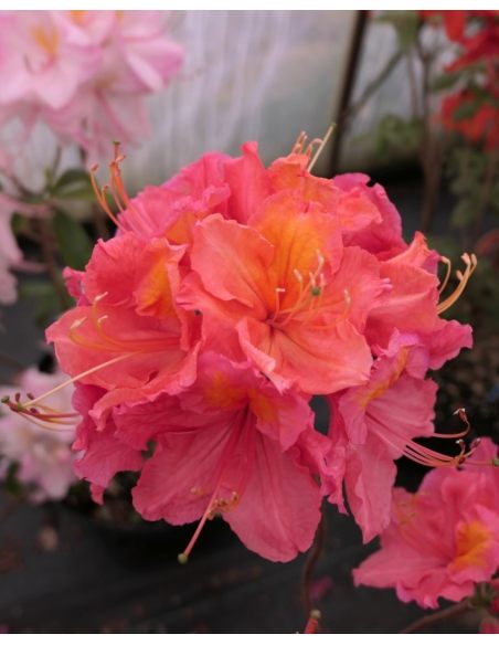 'Juanita' - azalia wielkokwiatowa
Rhododendron (Azalea) 'Juanita'