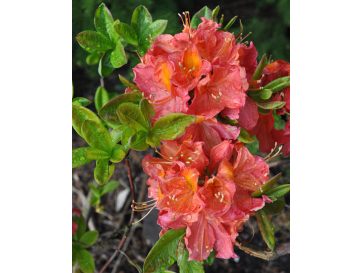 'Juanita' - azalia wielkokwiatowa
Rhododendron (Azalea) 'Juanita'