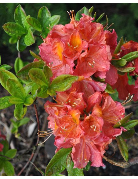 'Juanita' - azalia wielkokwiatowa
Rhododendron (Azalea) 'Juanita'