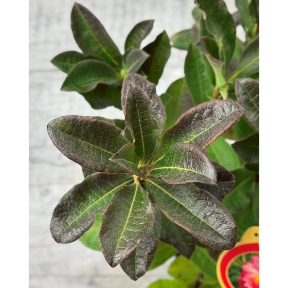 'Juanita' - azalia wielkokwiatowa
Rhododendron (Azalea) 'Juanita'