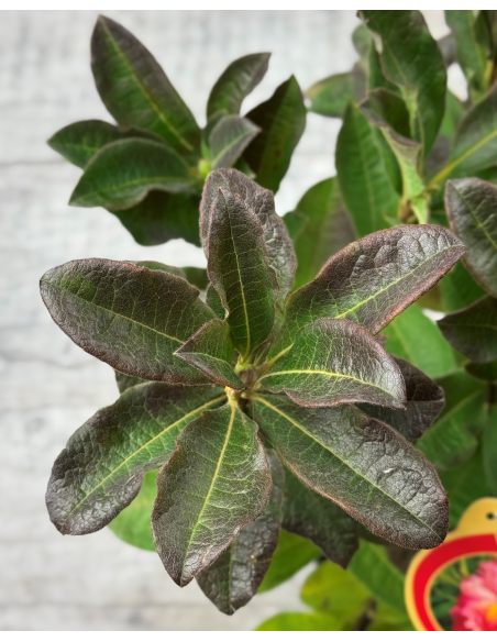 'Juanita' - azalia wielkokwiatowa
Rhododendron (Azalea) 'Juanita'