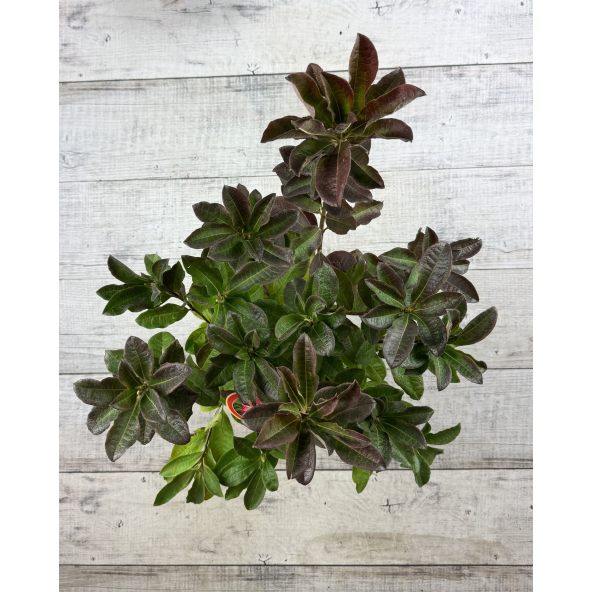 'Juanita' - azalia wielkokwiatowa
Rhododendron (Azalea) 'Juanita'