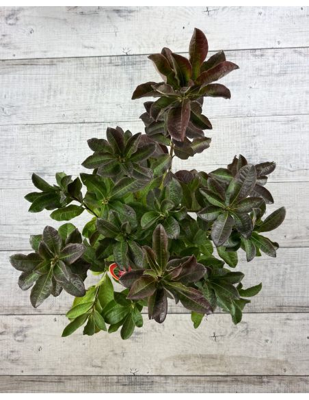 'Juanita' - azalia wielkokwiatowa
Rhododendron (Azalea) 'Juanita'