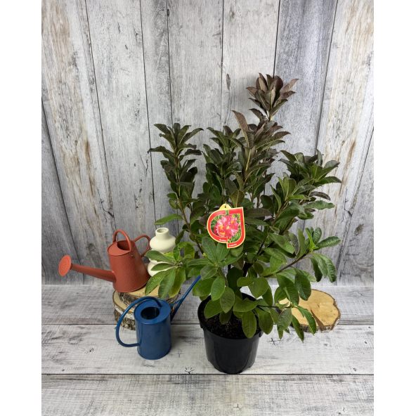 'Juanita' - azalia wielkokwiatowa
Rhododendron (Azalea) 'Juanita'