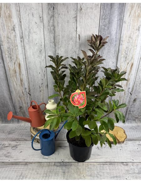 'Juanita' - azalia wielkokwiatowa
Rhododendron (Azalea) 'Juanita'