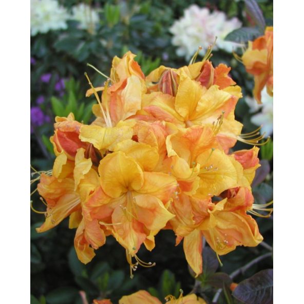 'Klondyke' - azalia wielkokwiatowa
Rhododendron (Azalea) 'Klondyke'