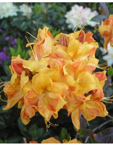 'Klondyke' - azalia wielkokwiatowa
Rhododendron (Azalea) 'Klondyke'