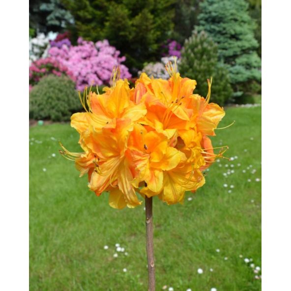 'Klondyke' - azalia wielkokwiatowa
Rhododendron (Azalea) 'Klondyke'