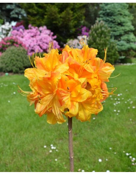 'Klondyke' - azalia wielkokwiatowa
Rhododendron (Azalea) 'Klondyke'