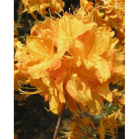 'Klondyke' - azalia wielkokwiatowa
Rhododendron (Azalea) 'Klondyke'