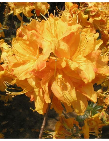 'Klondyke' - azalia wielkokwiatowa
Rhododendron (Azalea) 'Klondyke'