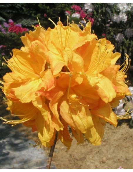'Klondyke' - azalia wielkokwiatowa
Rhododendron (Azalea) 'Klondyke'