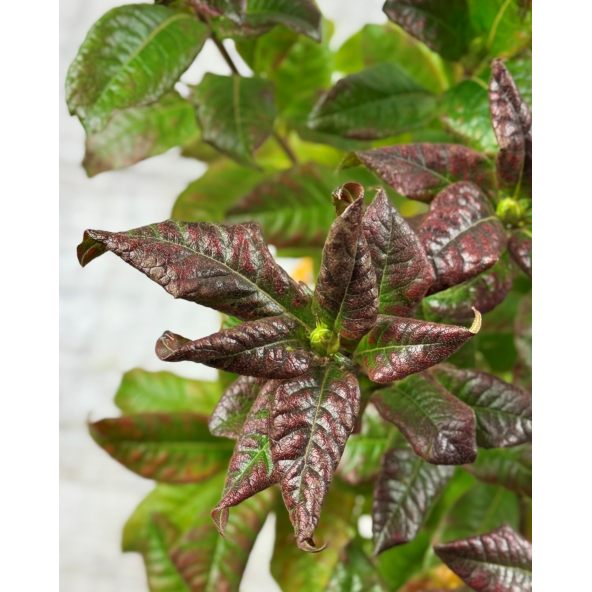 'Klondyke' - azalia wielkokwiatowa
Rhododendron (Azalea) 'Klondyke'