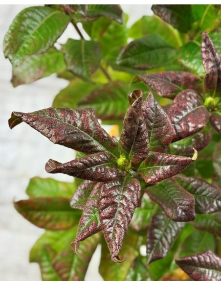 'Klondyke' - azalia wielkokwiatowa
Rhododendron (Azalea) 'Klondyke'