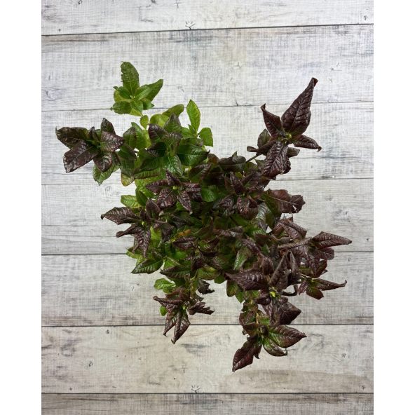 'Klondyke' - azalia wielkokwiatowa
Rhododendron (Azalea) 'Klondyke'