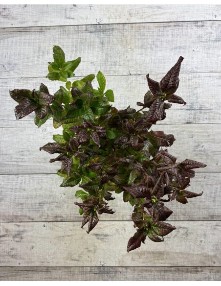 'Klondyke' - azalia wielkokwiatowa
Rhododendron (Azalea) 'Klondyke'