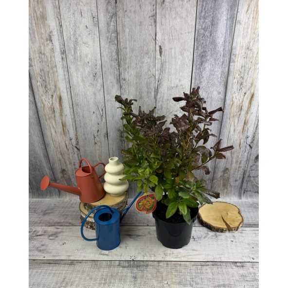 'Klondyke' - azalia wielkokwiatowa
Rhododendron (Azalea) 'Klondyke'