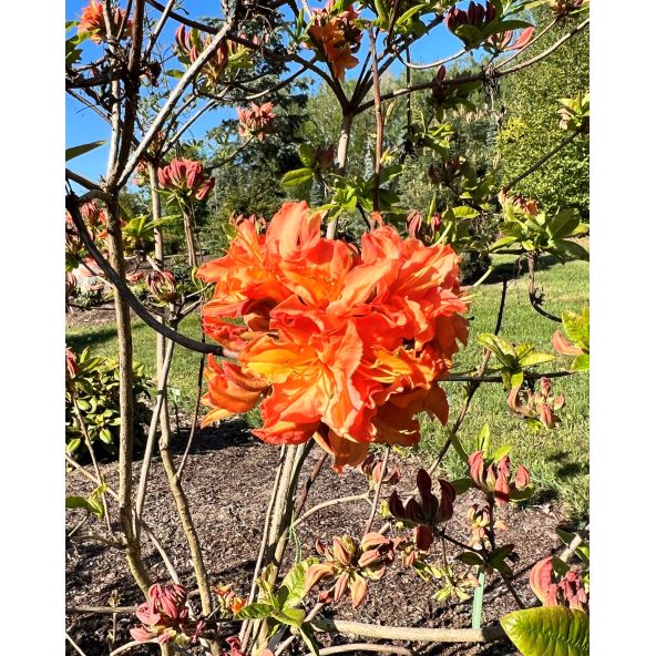 'Mandarin Lights' - azalia wielkokwiatowa
Rhododendron (Azalea) 'Mandarin Lights'
