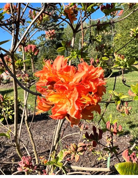 'Mandarin Lights' - azalia wielkokwiatowa
Rhododendron (Azalea) 'Mandarin Lights'