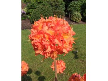 'Mandarin Lights' - azalia wielkokwiatowa
Rhododendron (Azalea) 'Mandarin Lights'